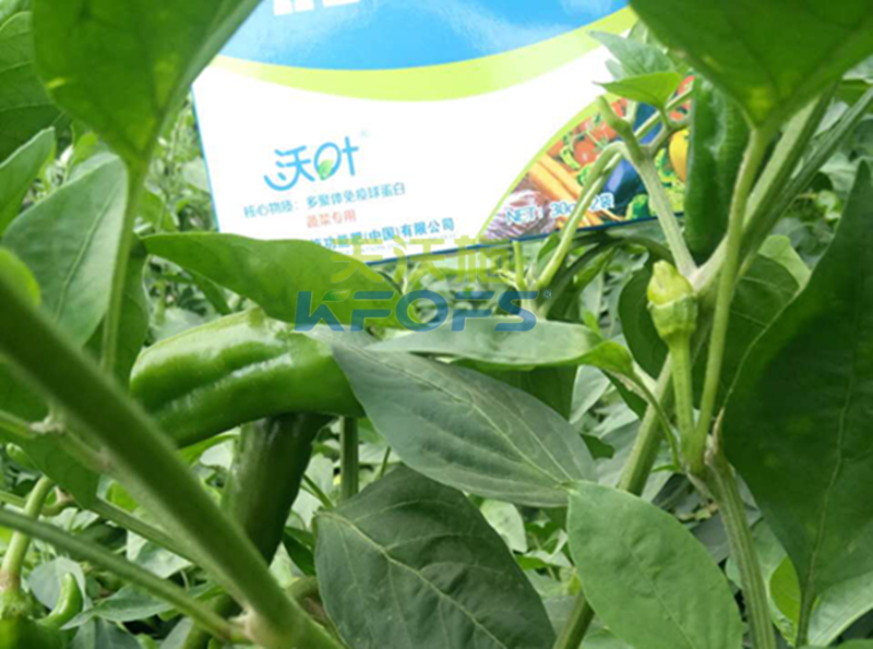 葉面肥噴施有哪些注意事項(xiàng)？1.png