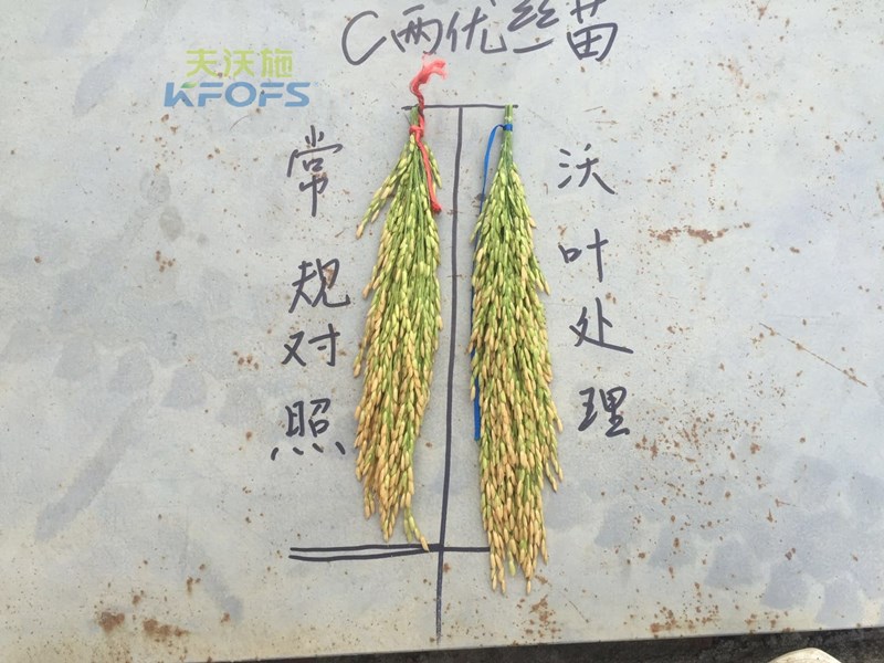 水稻怎么施肥高產(chǎn)？.jpg