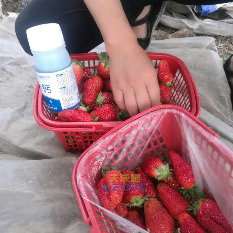 草莓果實膨大期施肥原則及方案！.png