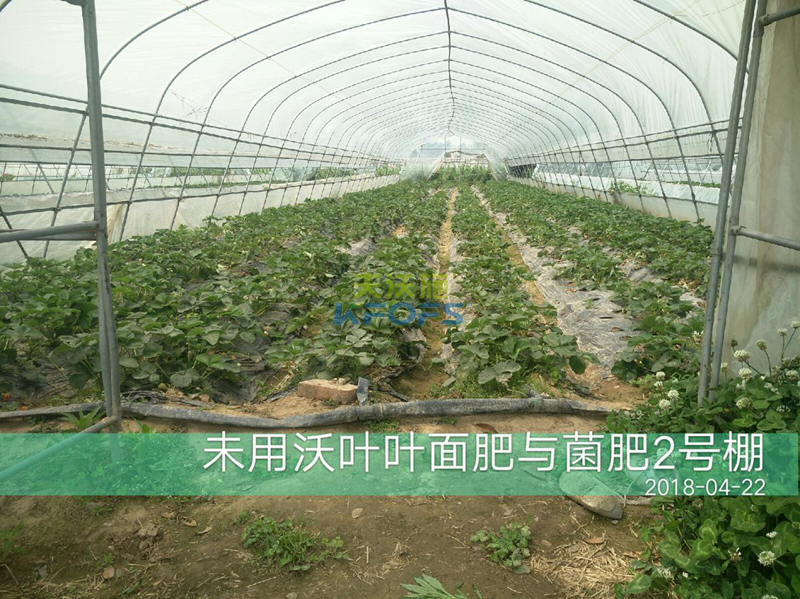 草莓果實膨大期施肥原則及方案！1.png