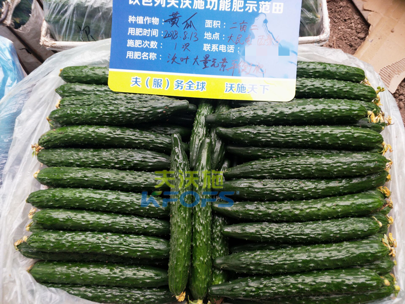 黃瓜用什么肥料產(chǎn)量高？1.png