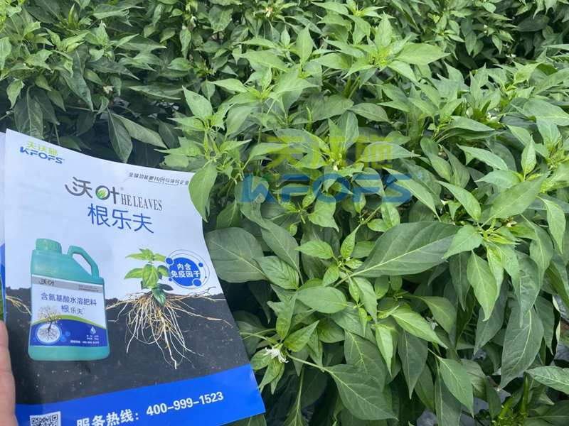青椒種植用什么水溶肥？張大叔推薦沃葉