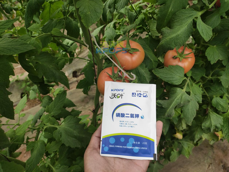 磷酸二氫鉀在番茄上怎么用？