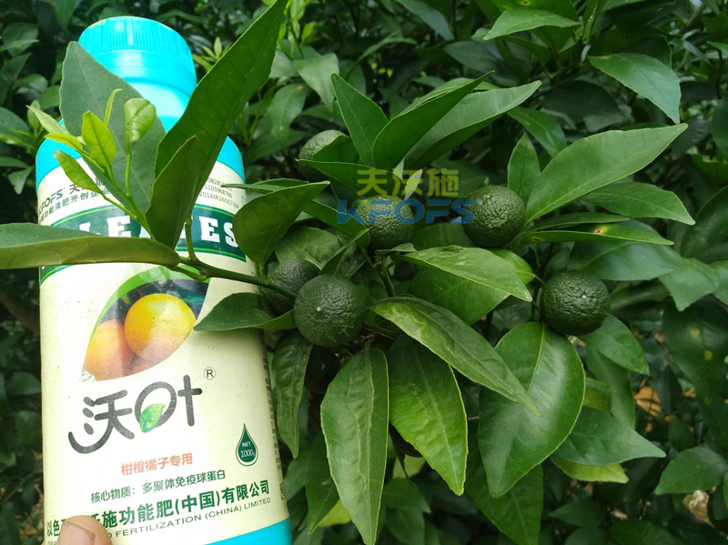 柑橘全年施肥習慣表