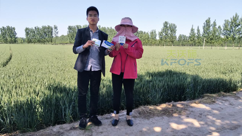 磷酸二氫鉀在小麥上的用處.png