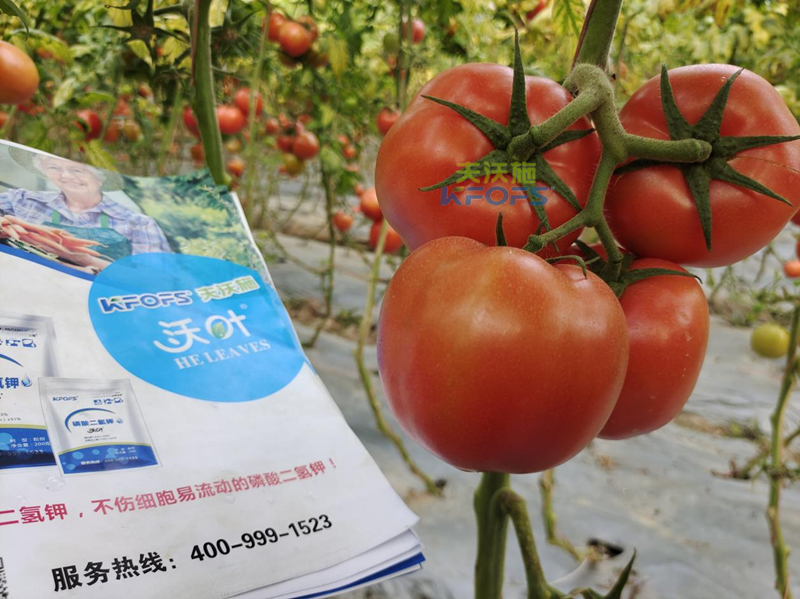 葉面肥什么時(shí)候打效果好？附西紅柿施肥方案！