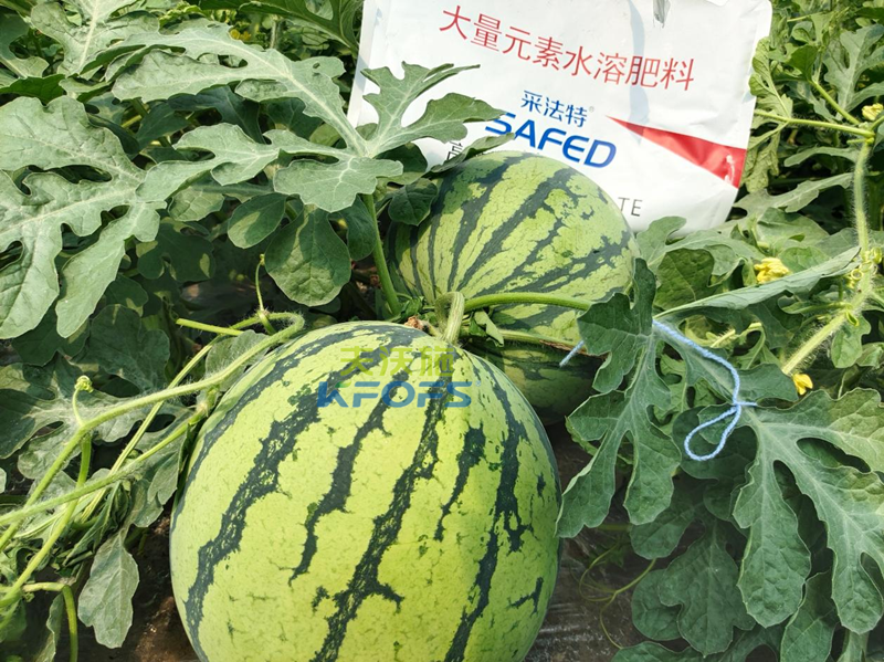 水溶肥怎么用？夫沃施告訴你！