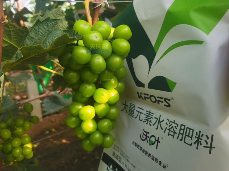 葡萄結(jié)果期用哪款水溶肥效果好？