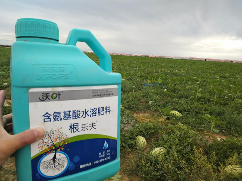 水溶肥用在西瓜上用效果為什么好？