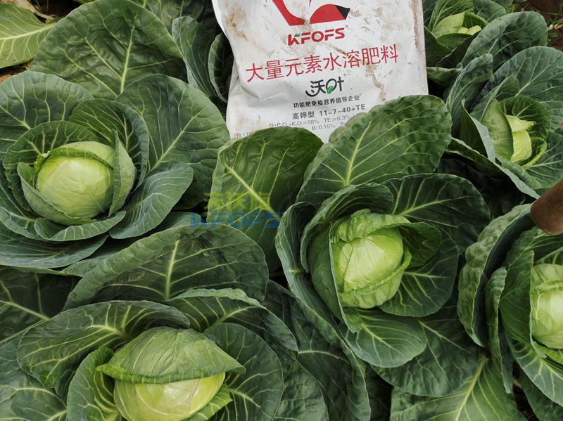 什么是水溶肥？夫沃施為您解答！