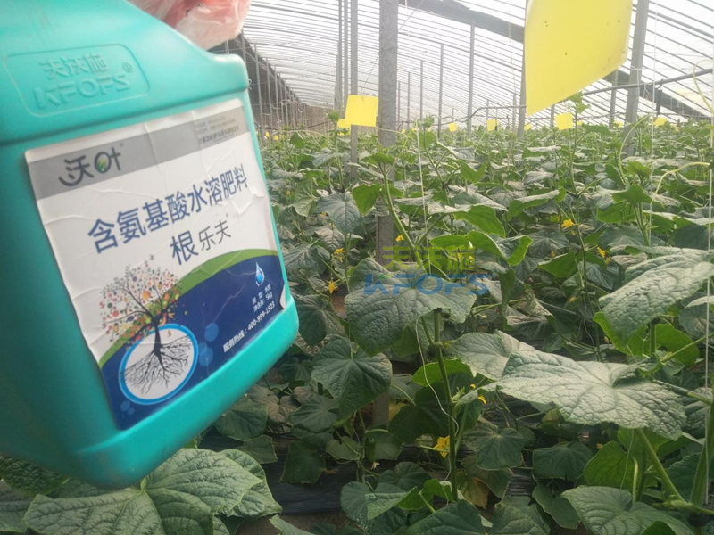 生根劑黃瓜落秧用有什么好處？