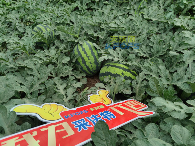 西瓜施肥用什么肥料好？