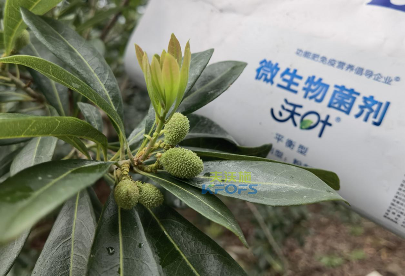 楊梅用什么水溶肥效果好？周大哥推薦沃葉