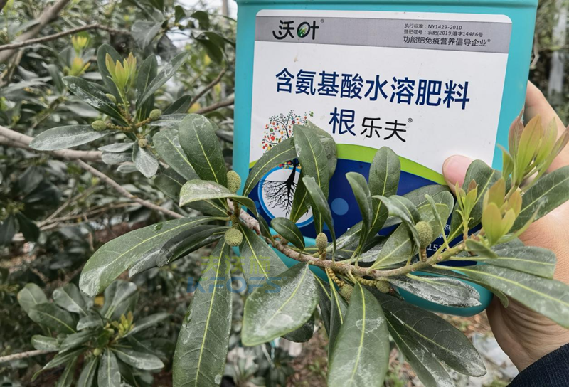 楊梅噴什么水溶肥好-沃葉根樂夫.png