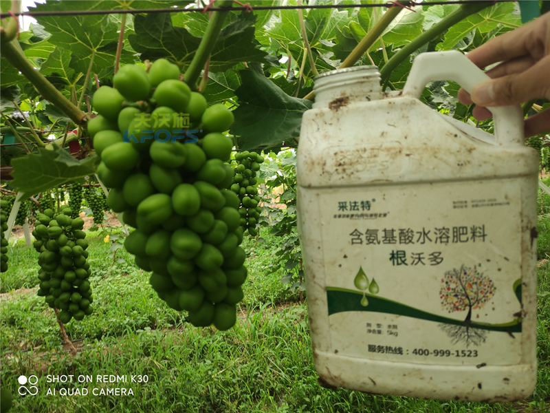 葡萄施什么肥產(chǎn)量高？