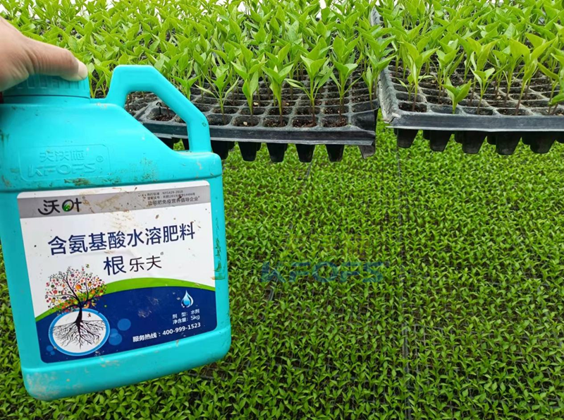 辣椒用什么肥料？減少落果