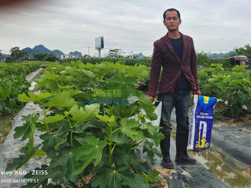無(wú)花果施什么肥果實(shí)大-沃葉顆粒肥.png