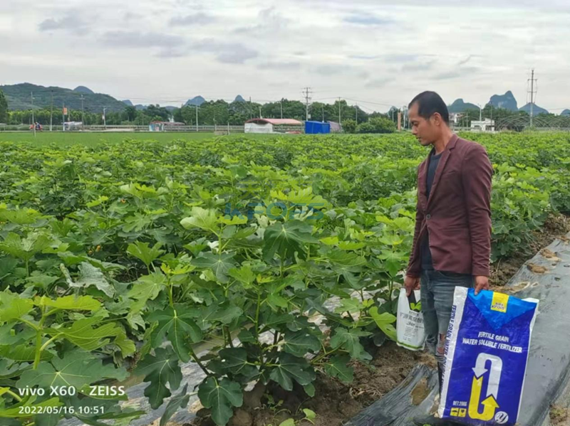 無(wú)花果施什么肥果實(shí)大-沃葉顆粒肥1.png
