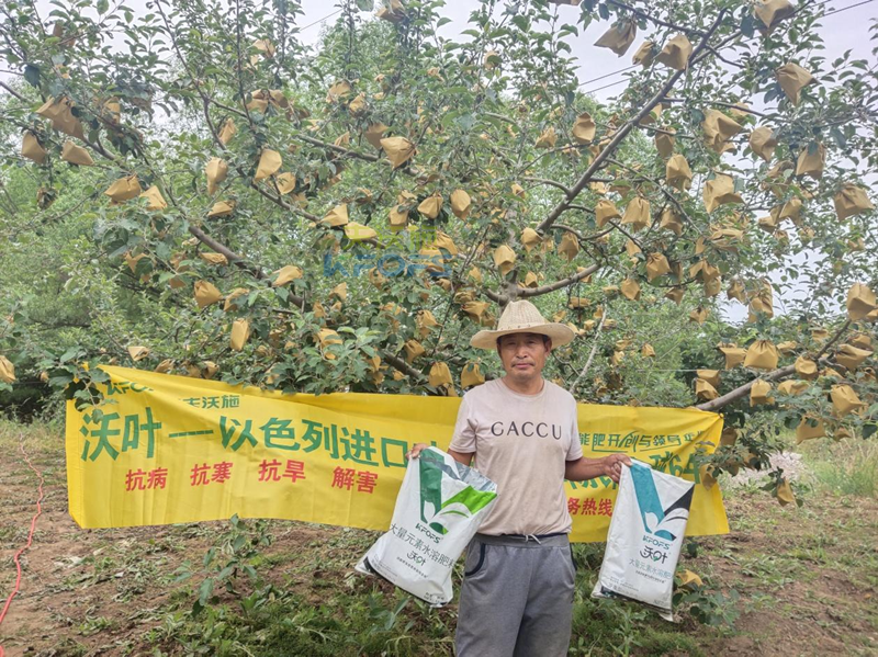 蘋果用什么水溶肥好，馮大哥推薦沃葉