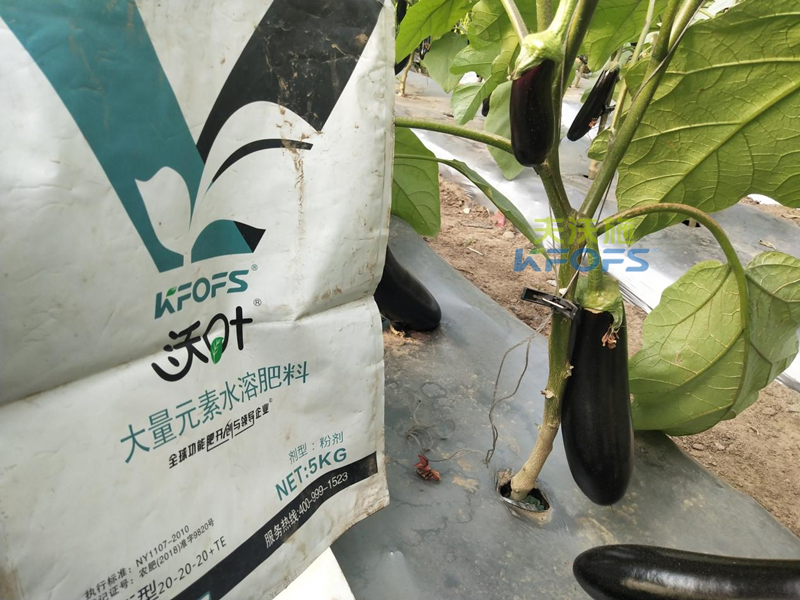 茄子用什么肥料產(chǎn)量高？