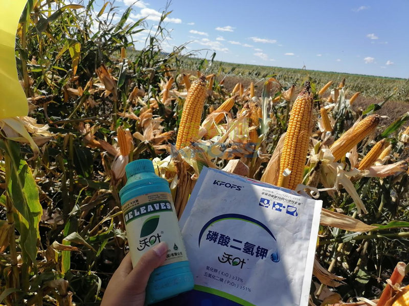 玉米葉面肥哪個(gè)品牌好？