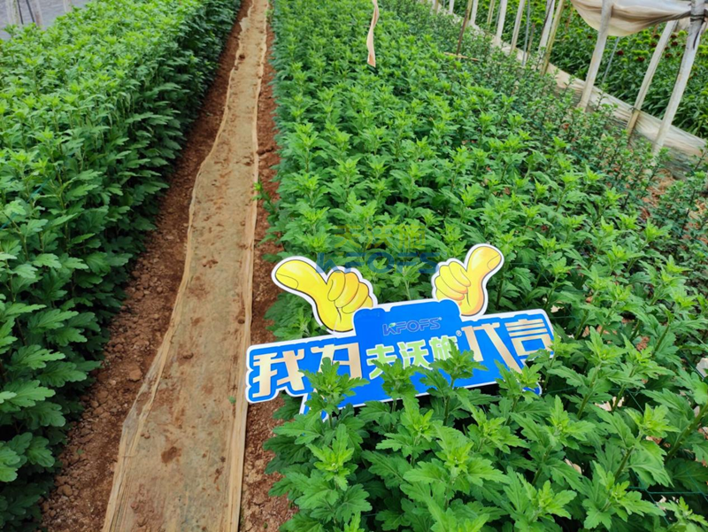 菊花上用水溶肥效果怎么樣？