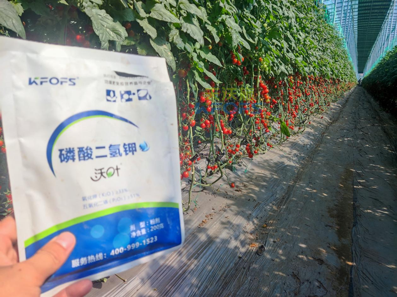 磷酸二氫鉀哪家好？張總選擇沃葉