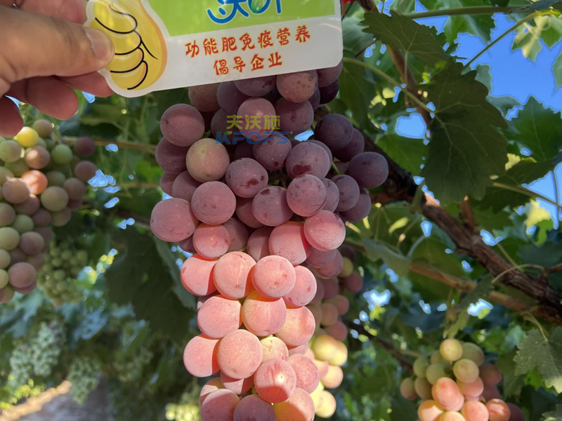 水溶肥怎么選，為啥種植戶認(rèn)可沃葉?