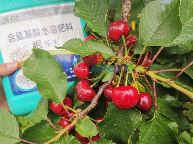 水溶肥哪家好？為何他們選沃葉？