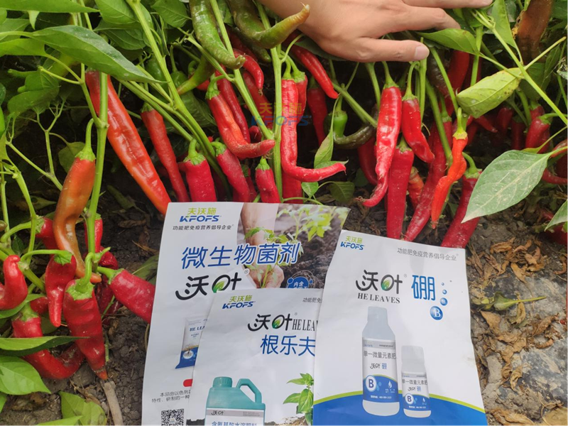 水溶肥怎么用效果好？