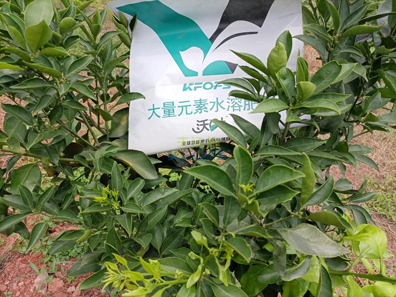 柑橘樹(shù)小苗施什么肥好-沃葉水溶肥系列1.png