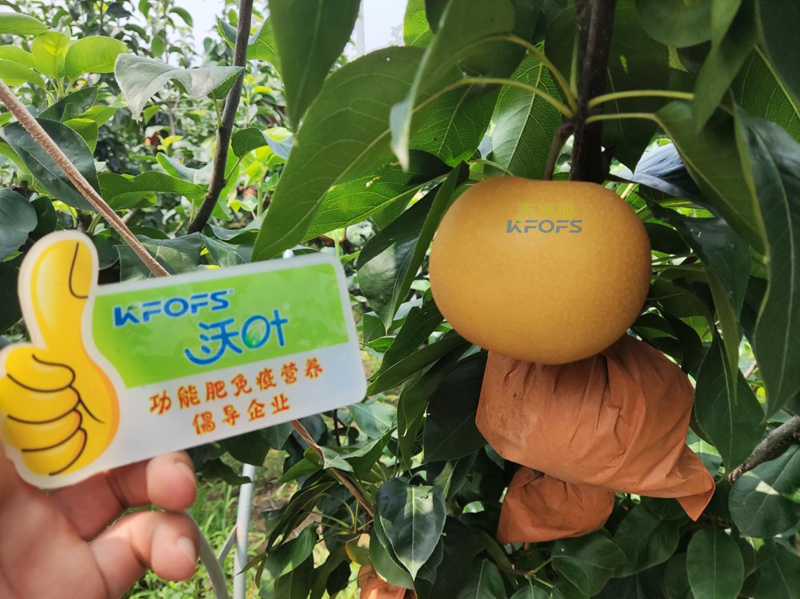 水溶肥怎么選？李總來幫你支招