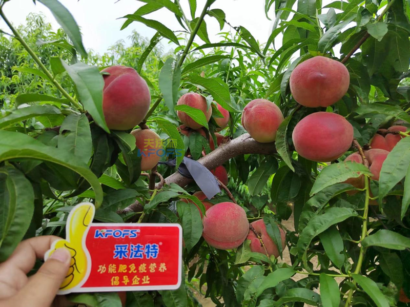 桃樹施什么肥料好？