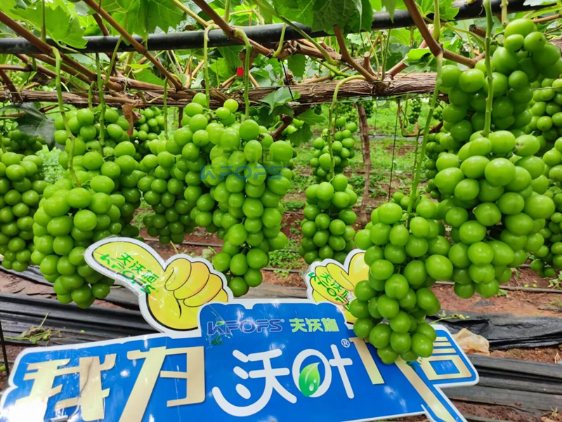 陽光玫瑰葡萄用什么肥料好？
