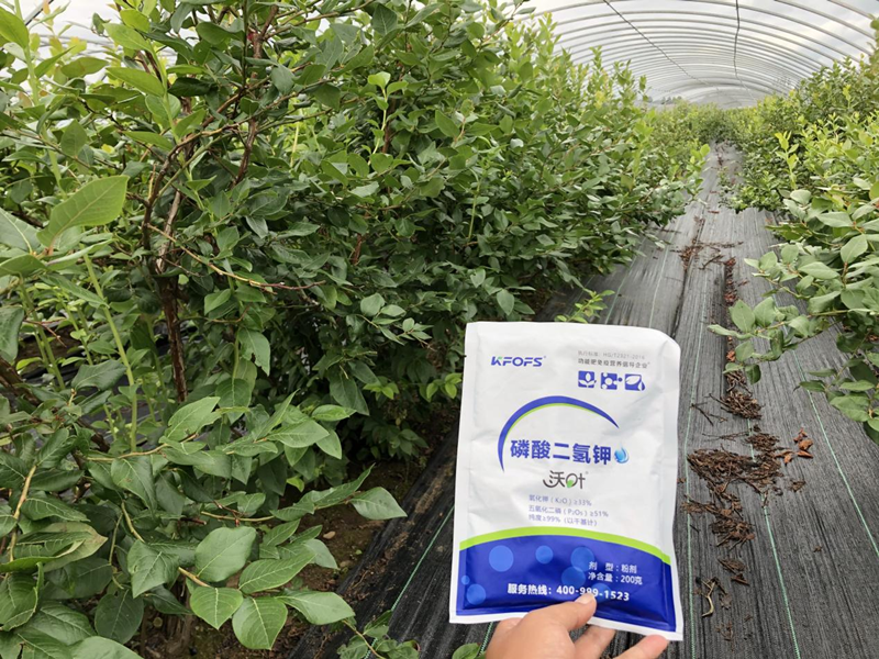 磷酸二氫鉀怎么用效果好？