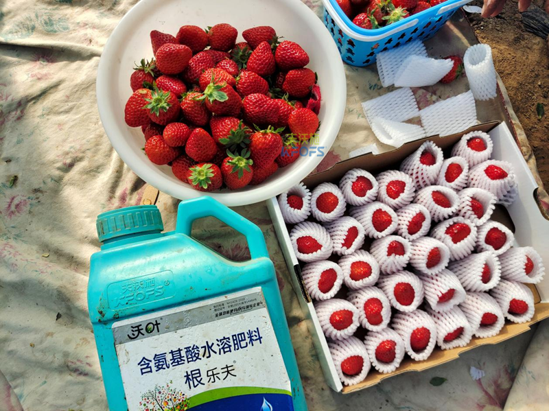 生根劑哪家好？劉老板就選沃葉