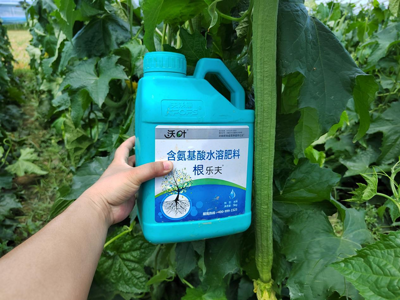 蔬菜施什么肥長(zhǎng)得又快又好-沃葉生根劑.png