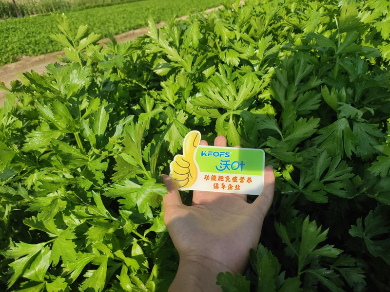 芹菜用什么水溶肥，張大叔更放心？
