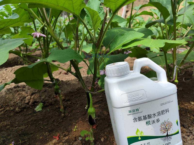 茄子施什么肥好？