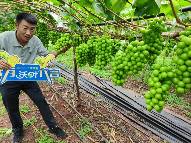 葡萄樹施什么肥？