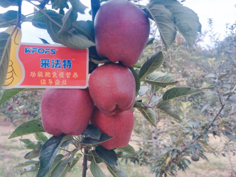 蘋果用采法特水溶肥效果怎么樣？
