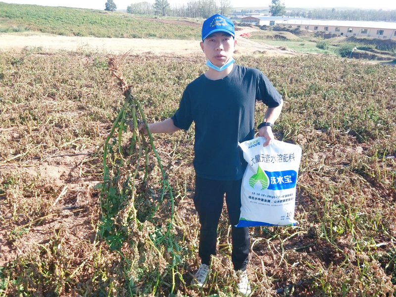 大量元素水溶肥用在土豆上效果怎么樣？