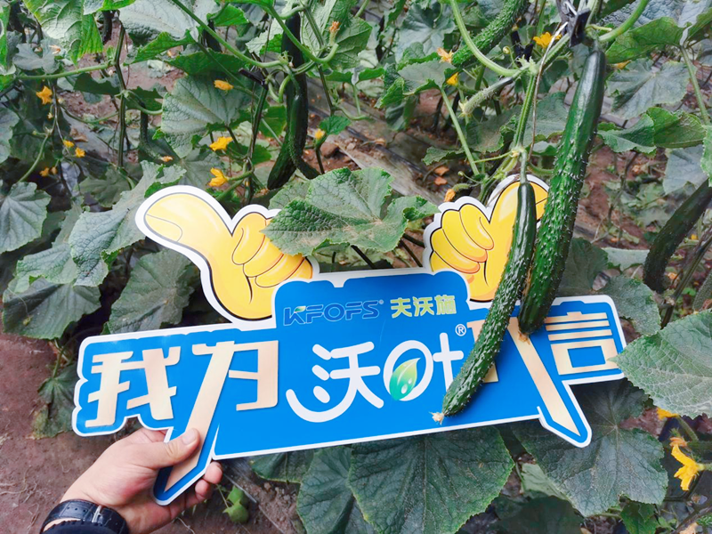 水溶肥效果怎么樣？