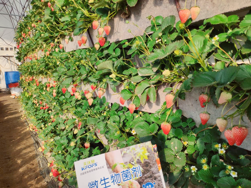 微生物菌劑用在草莓上效果怎么樣？