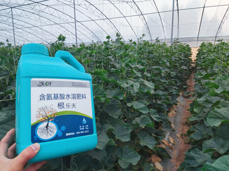 黃瓜施用水溶肥效果怎么樣？