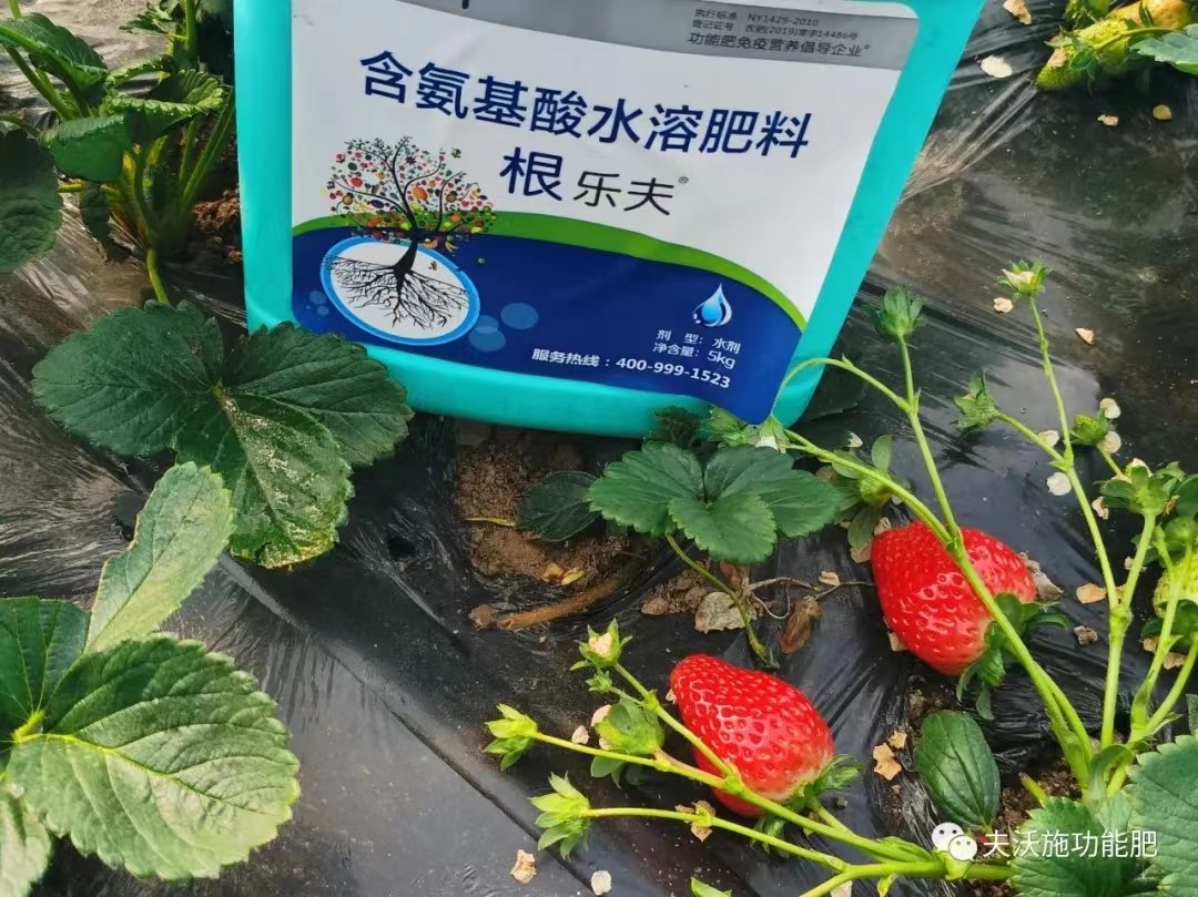 生根劑用在草莓上效果怎么樣？