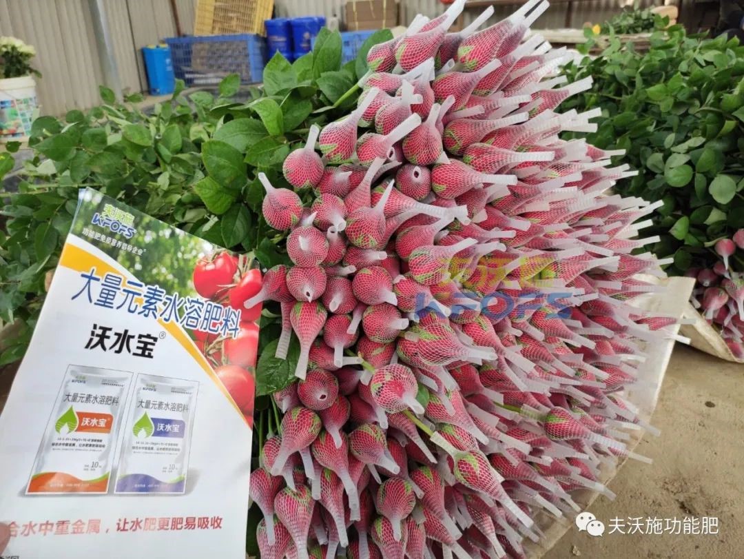玫瑰花用什么肥料最好？-沃水寶玫瑰.jpg