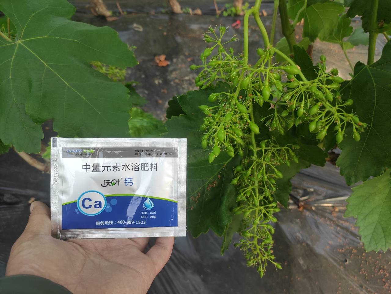 鈣肥的作用，寧夏大姐用沃葉鈣案例