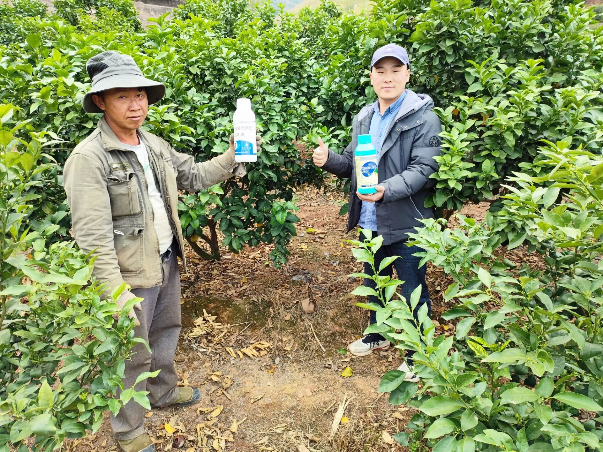 水溶肥和復(fù)合肥哪個效果更好?
