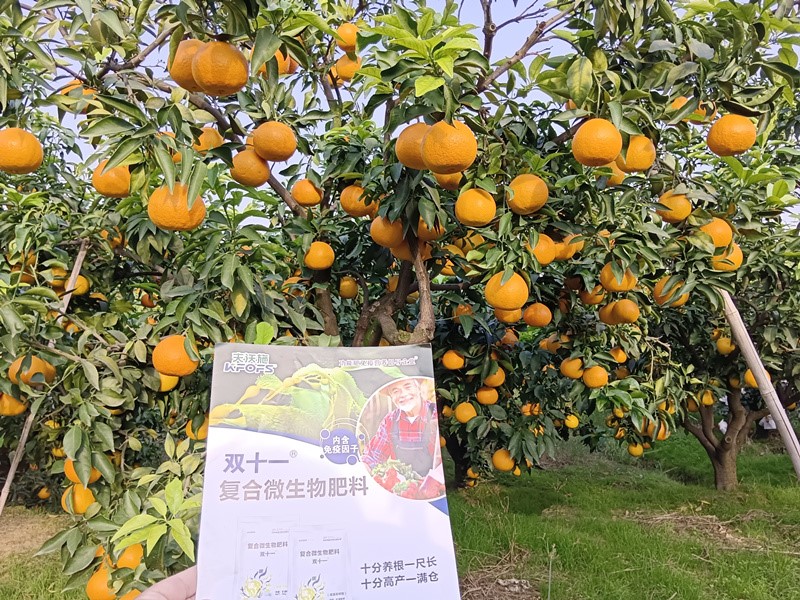 柑橘春季施肥技術(shù)與時間